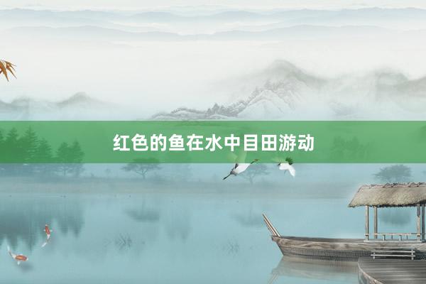 红色的鱼在水中目田游动